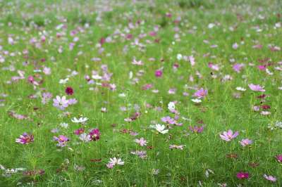 宇宙 秋季 花 粉红色 大自然 天空公园 场地 感情 植物