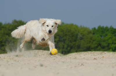 金毛猎犬 玩 狗 毛皮 阳光明媚 海滩