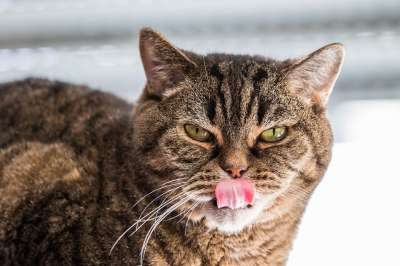 宿醉 猫 Bkh 英国短毛猫 鲭鱼 猫眼 家畜 老虎