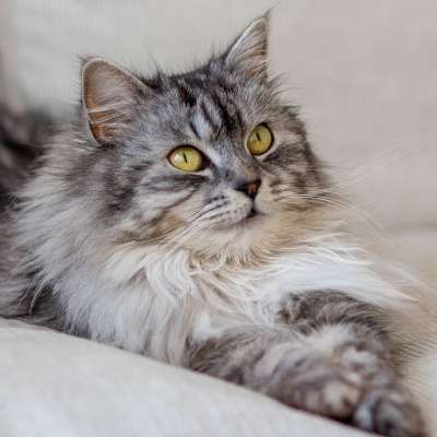 猫 可爱 动物 哺乳动物 眼睛 晶须 肖像 摄入 宠物
