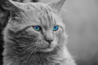 猫 动物 艺术的 肖像 猫科动物