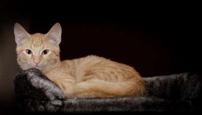小猫 猫 猫孩子 护理猫 可爱的 保存 轻松 谎言 细心 厌倦