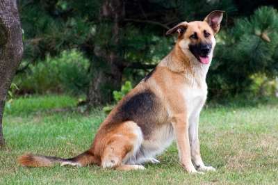 德国牧羊犬 狗 牧羊犬 宠物 坐