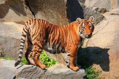 老虎 猫 野生动物 捕食者 大猫 动物 有条纹的 大花猫