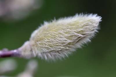 芽 星玉兰 明星玉兰 分支 植物群 春天 灌木 植物