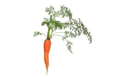 萝卜 叶子 植物群 自然 蔬菜 植物 有天赋的人 绿色 农业