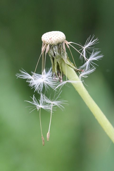 蒲公英 花 狮子牙 种子 种宏 自然 花园 春天 夏天