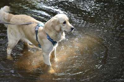 金毛猎犬 狗 湖 犬类 宠物 动物 外部 金毛猎犬塞雷纳