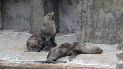 海狮 海狮子动物园 Arctocephalus Pusillus