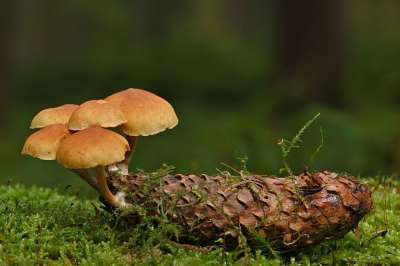 蘑菇 松塔 苔藓 菌类 海绵 针叶树锥 落下 秋天 森林 自然
