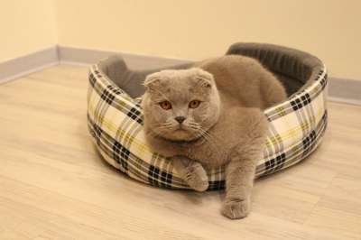 猫 动物 宠物 毛茸茸的猫 猫看起来 灰色的猫 灰猫 英俊 红猫