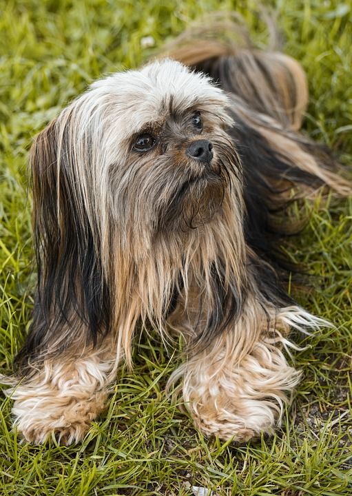 吉娃娃 混种狗 狗 家畜 约克夏犬 动物 国内的 哺乳动物