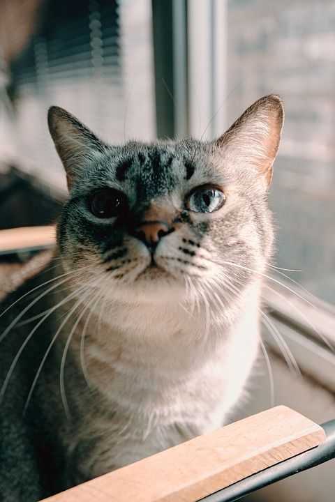 猫 可爱的 光 小猫 宠物 基蒂 动物 猫科动物 甜的 年轻