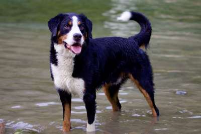 动物 狗 伯恩山犬 动物肖像 在水中