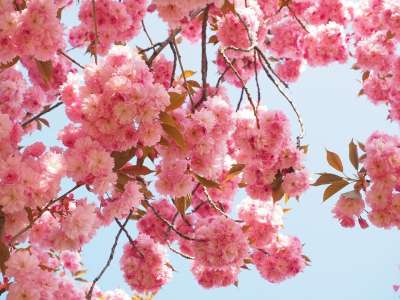 樱花 日本樱桃 闻 开花 日本樱花 观赏樱桃 春天 粉色的 盛开