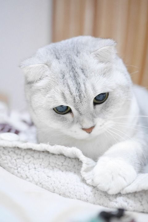 苏格兰折耳猫 银渐层 猫 动物 宠物 银渐层 银渐层 银渐层