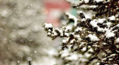 雪 冬天 白色的 树 云杉 圣诞节 树分支 自然 寒冷的