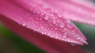 植物群 自然 露 花 颜色 降低 明亮的 桌面 雨 特写