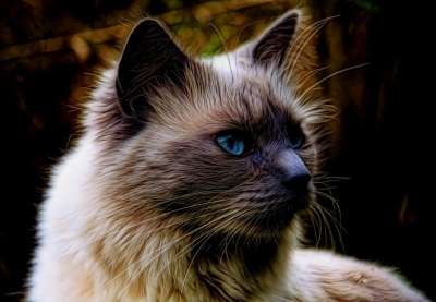 猫 宠物 毛茸茸的 动物 可爱的 国内的 猫科动物 蓝眼睛 晶须