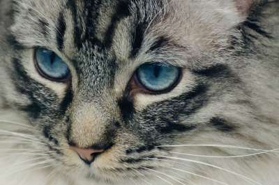 可爱的 动物 背景 美丽的 棕色 食肉动物 猫 剪下 国内的
