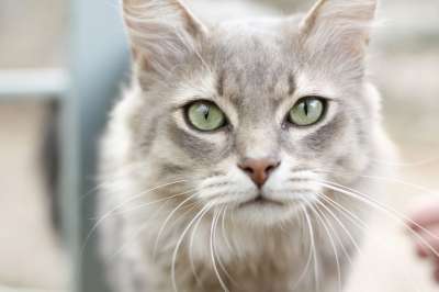 猫 动物 家畜