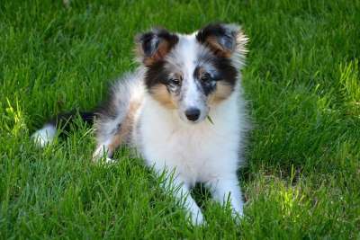 设得兰群岛牧羊犬 小狗 青年 狗 家畜