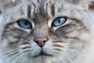 猫 猫科动物 肖像猫 松露粉红色的猫 欧洲猫 阴云 哺乳动物 女性