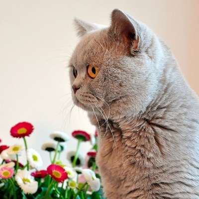 英国短毛猫 猫 宠物 猫科动物 动物 毛皮 基蒂 国内的