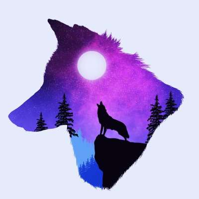 狼 夜晚 月亮 天空 景观 自然 轮廓