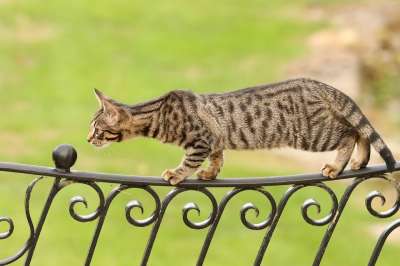 孟加拉 小猫 猫