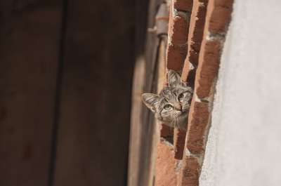 猫 农场猫 好奇的 年轻的猫 动物 鲭鱼 野猫 奇怪的猫