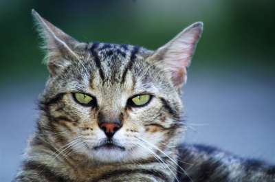 猫咪 猫 欧洲猫 斑猫 流浪猫