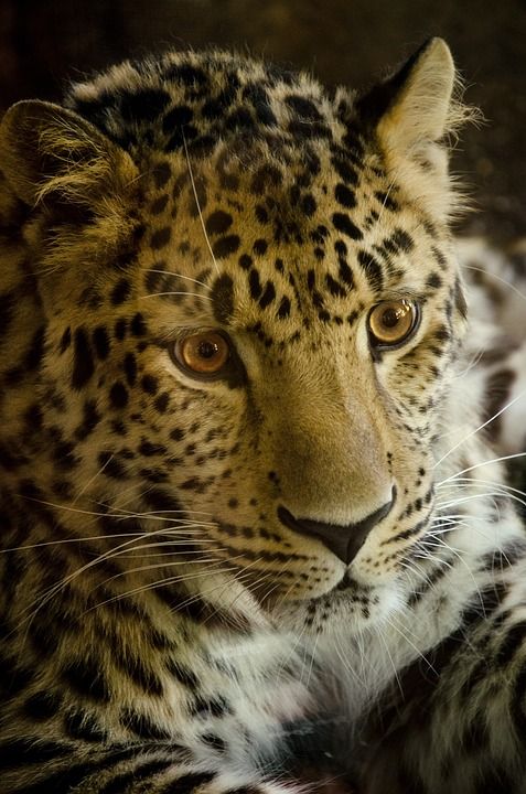 猫 野生动物 食肉动物 豹 捕食者 大猫 红色名单 濒危 污渍