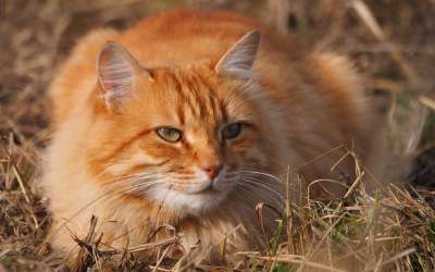 动物 猫 猫科动物 Roux 肖像