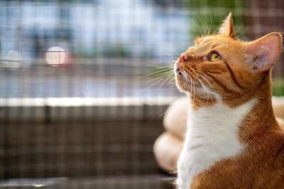 猫 家畜 动物 毛皮 晶须 小猫 哺乳动物 家猫 猫肖像