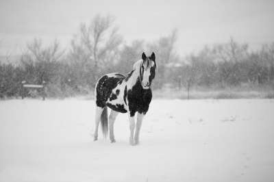 冬天 马 雪 动物 自然 白色的 寒冷的 母马 户外 灰质