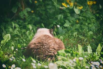 猫 英国短毛猫 家猫 可爱的 家畜 纯种 品种猫 毛皮 花园