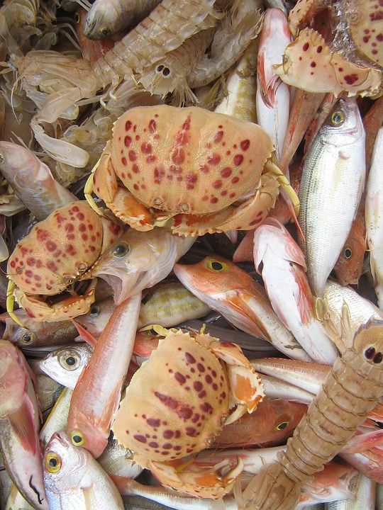 贝类 海鲜 市场 食物 鱼 产品范围 美味 鱼柜台 地中海