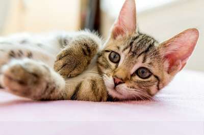 宿醉 小的 鲭鱼 小猫 家猫 家畜 可爱的 猫 猫宝宝 猫脸