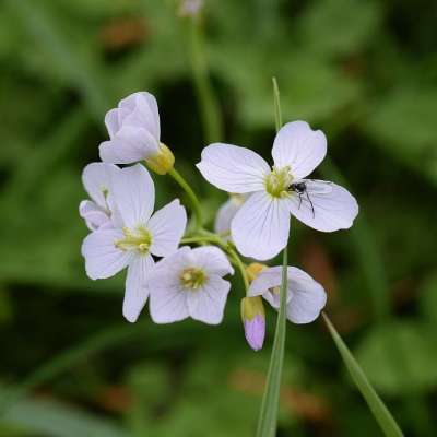 浮渣 野生植物 野花 关闭 海葵 毛茛 自然 开花 盛开