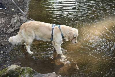 金毛猎犬 狗 湖 犬类 宠物 动物 外部 金毛猎犬塞雷纳