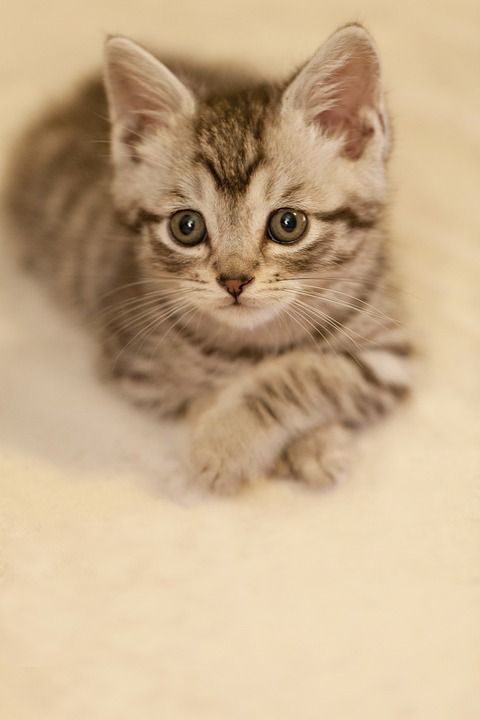 猫 休闲 盼望