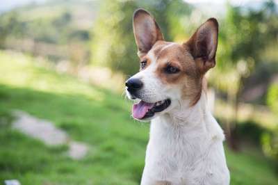 狗 宠物 动物 犬 笨蛋 朋友 可爱 国内动物 特纳 领养的狗