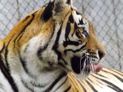 老虎 动物 猫 孟加拉 野生动物 动物园