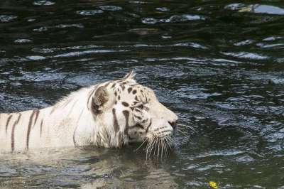 白色的老虎 老虎 猫 猫科动物 动物 游泳 水 有条纹的 条纹