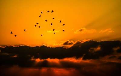 天空 鸟类 云 橙色的 自然 看法 轮廓 有天赋的人 黄色
