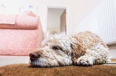 狗 地面 等待 睡眠 宠物 动物 可爱的 国内的 犬类 家