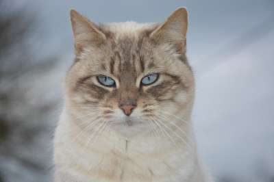 猫 猫Nala 蓝色的眼睛 蓝眼睛 可爱 哺乳动物 家畜 自然