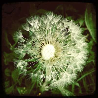 狮子牙 蒲公英 克拉马洛 自然 鲜花 场 蒲公英白鹭