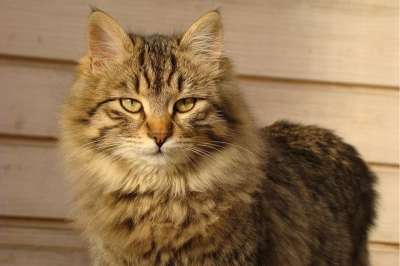 动物 可爱的 猫 哺乳动物 宠物 棕色的宠物